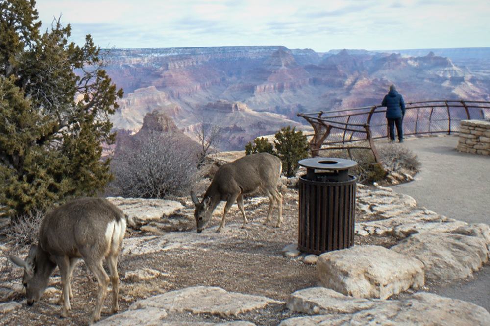 Stone viewpoint along the South Rim with layered canyon walls extending to the horizon