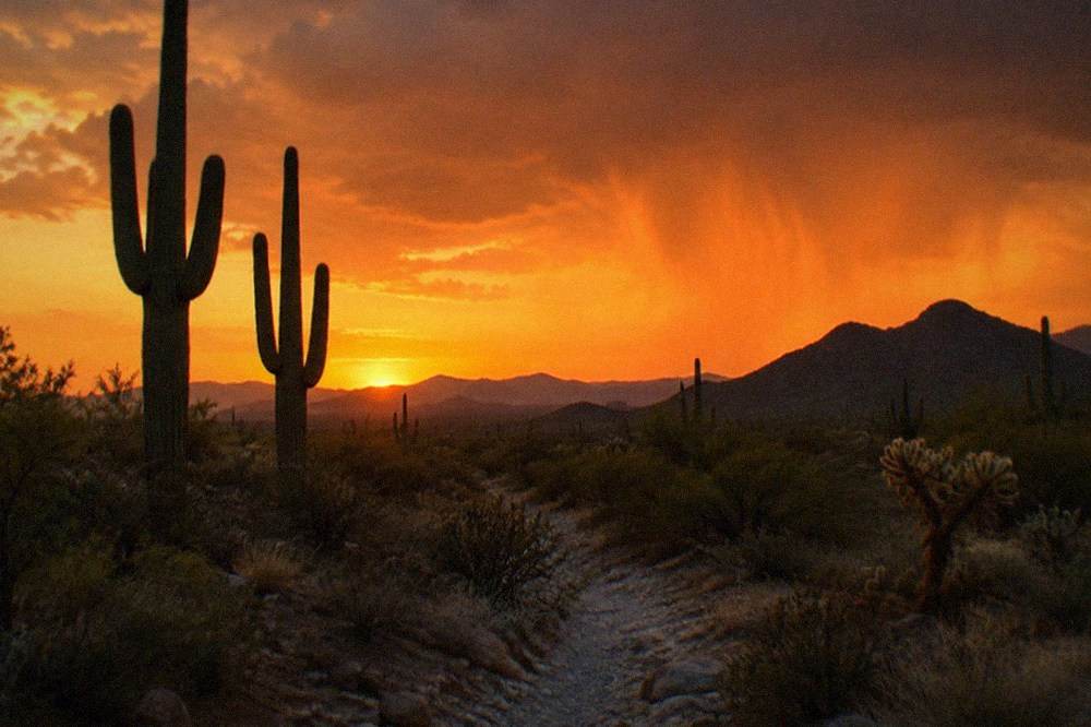 Sonoran Desert at sunset with tall saguaro cacti silhouetted against an orange sky
