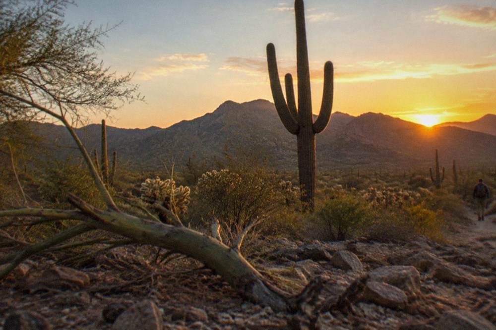 A tall multi-armed saguaro cactus in front of a mountain backdrop in warm light
