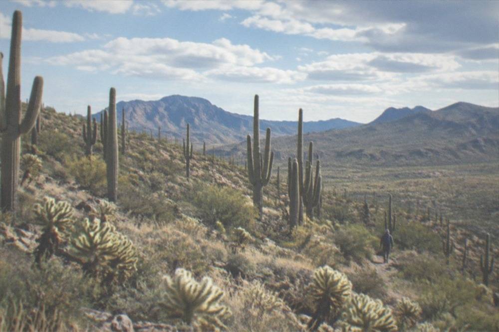 Rows of saguaro cactuses covering desert hillsides under scattered clouds